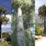árboles nativos representativos de la vegetación chilena