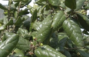 15 árboles nativos de Chile representativos de la vegetación | Marca Chile