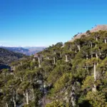 Kütralkura_UNESCO_Conferencia_webp