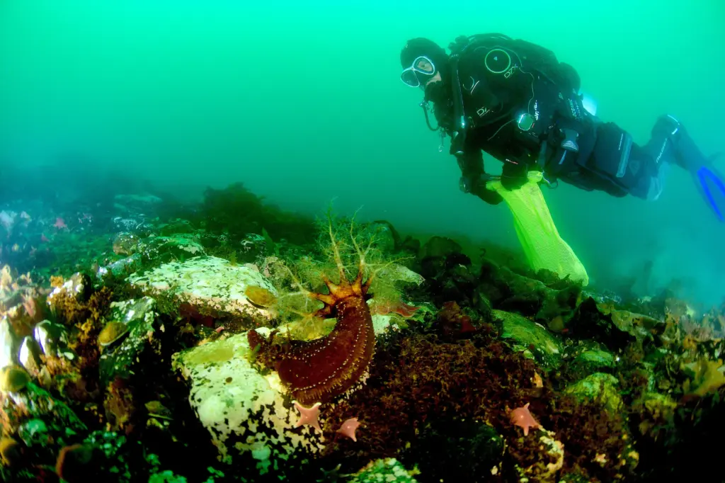 Siete instituciones chilenas se unen para bucear en la Antártica y estudiar la resiliencia de la vida marina