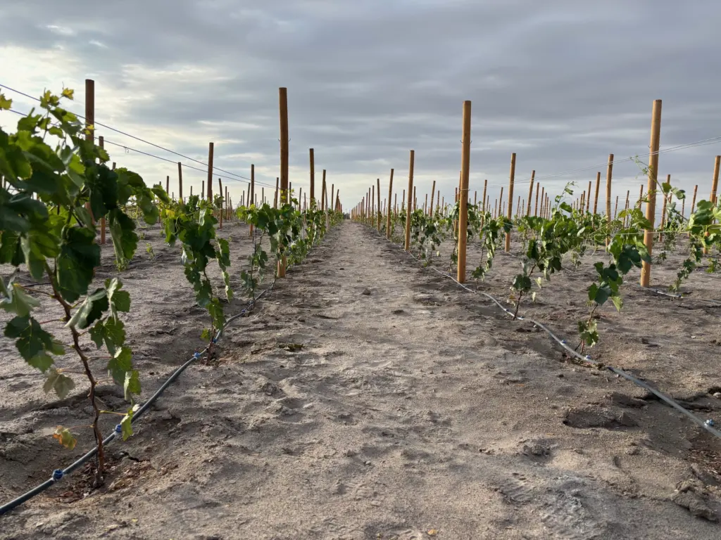 Vino del Desierto: la primera cepa chilena cultivada en el lugar más seco del mundo