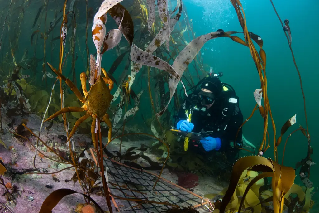 Rewilding Chile lidera inédita investigación en los bosques submarinos de la Patagonia