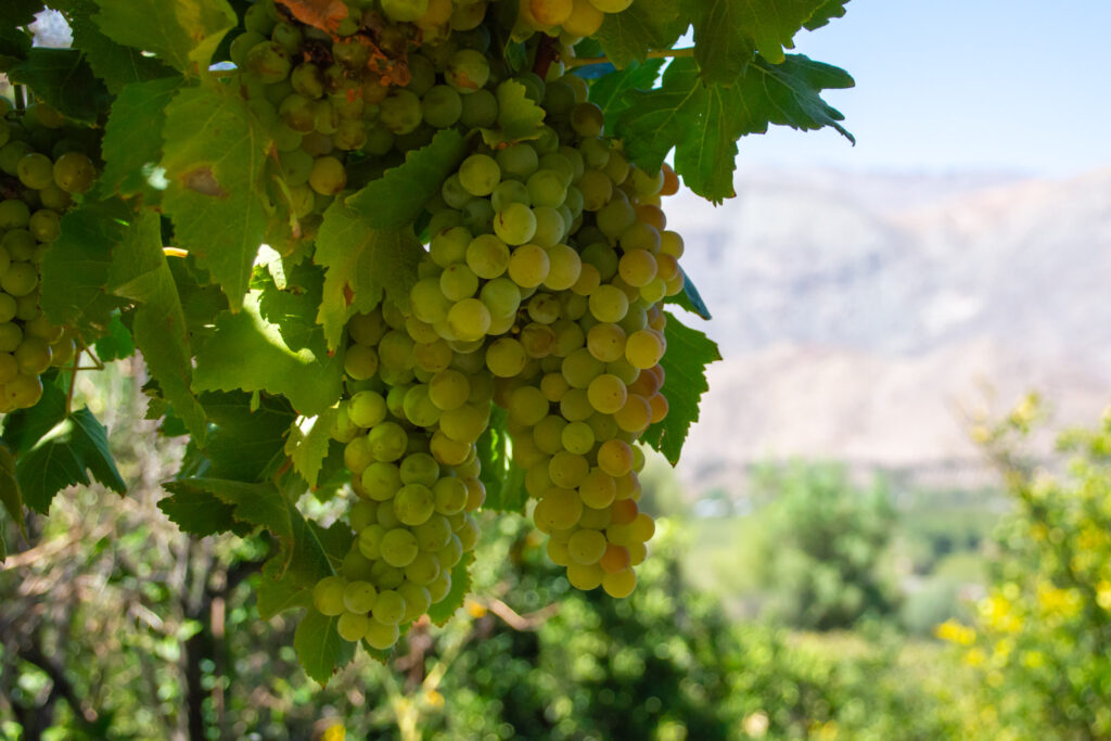 El sabor de un territorio: voces del pisco chileno