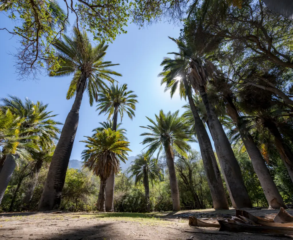 La-Campana-Benjamin-Valenzuela-scaled.webp