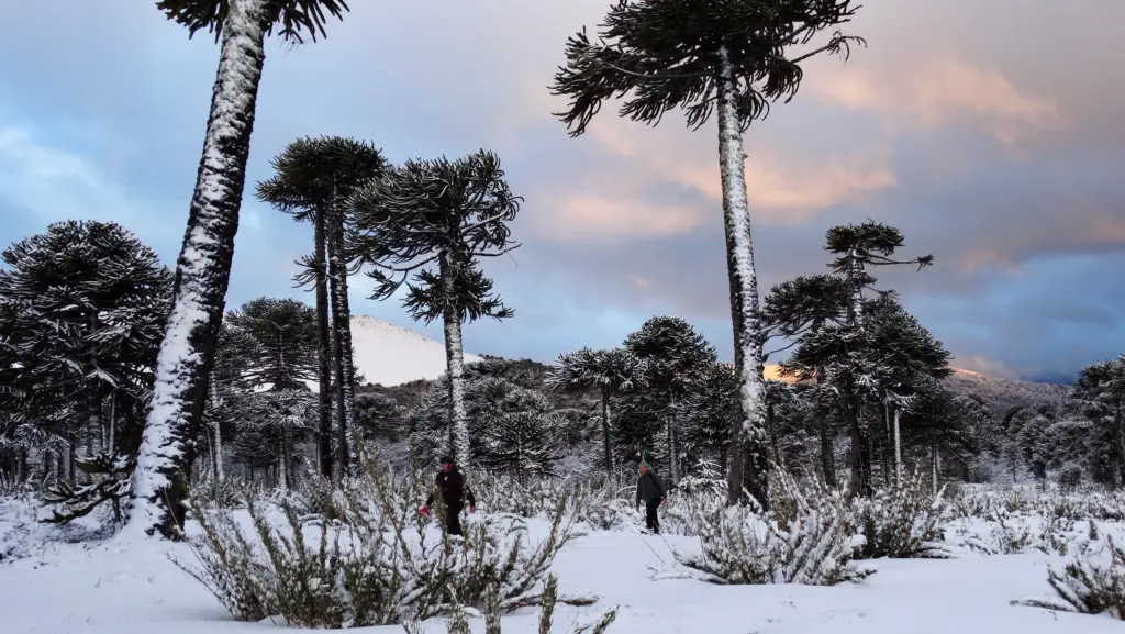 Wiki Loves Earth Chile abre convocatoria para fotografiar la naturaleza del país
