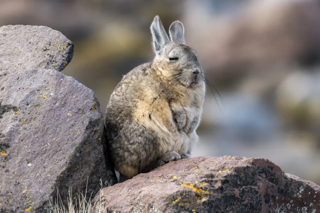 Los habitantes más exclusivos de Chile: cinco especies emblemáticas que encuentran refugio en los parques nacionales